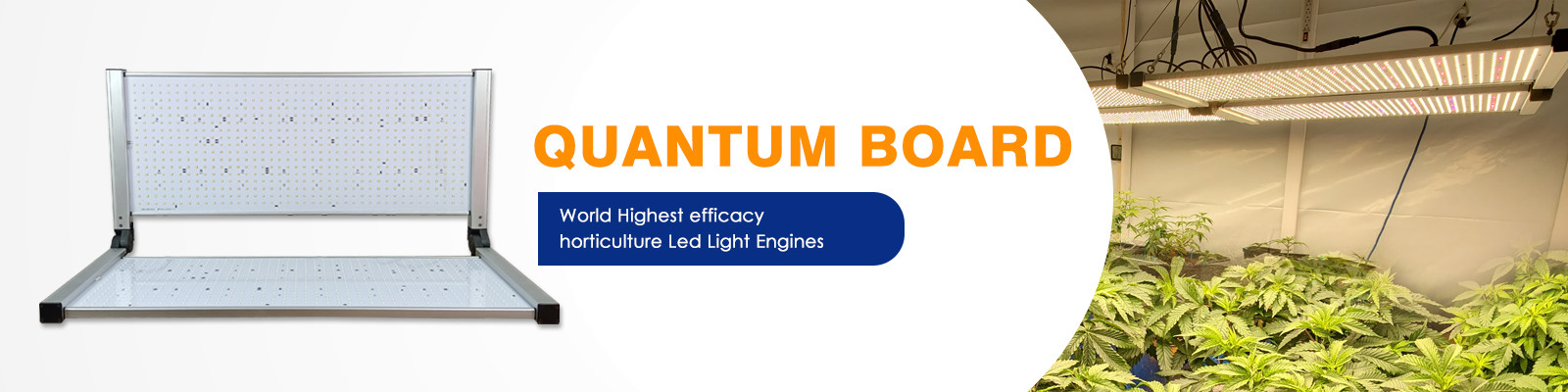 Quantum Board LED rosną światła