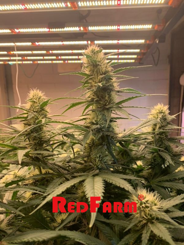 900W 1000W UV IR LED do uprawy IP65 do rolnictwa w aeroponice 5